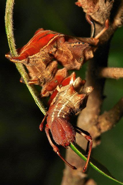 Lobster Moth Caterpillar (Stauropus sp., Notodontidae) | Moth ...