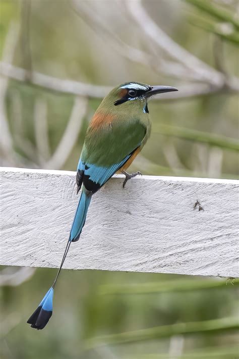 Turquoise-browed motmot - Wikiwand