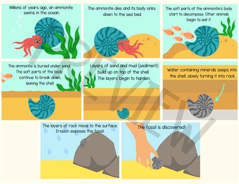 How a fossil is formed sequencing activity KS2 | Teaching Resources