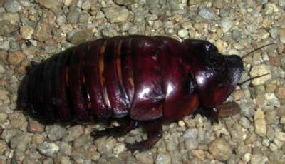 The World's Biggest Cockroach Found in Australia