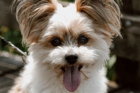 What can I do if my dog is constipated? | FirstVet