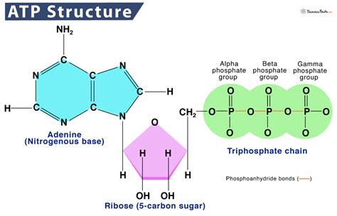 Atp Diagram