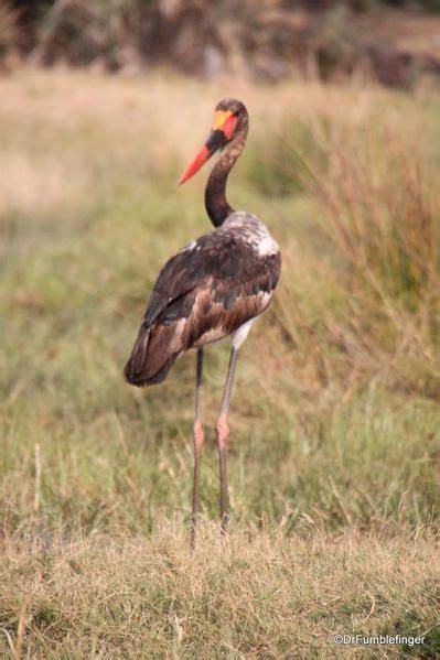 Birds of the Okavango Delta | Okavango delta, Birds, Large animals