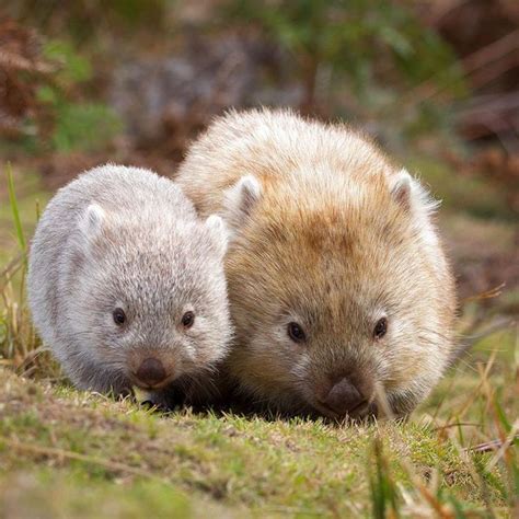 Épinglé par Barbara Letsom sur Animals | Animaux les plus mignons, Bébé ...