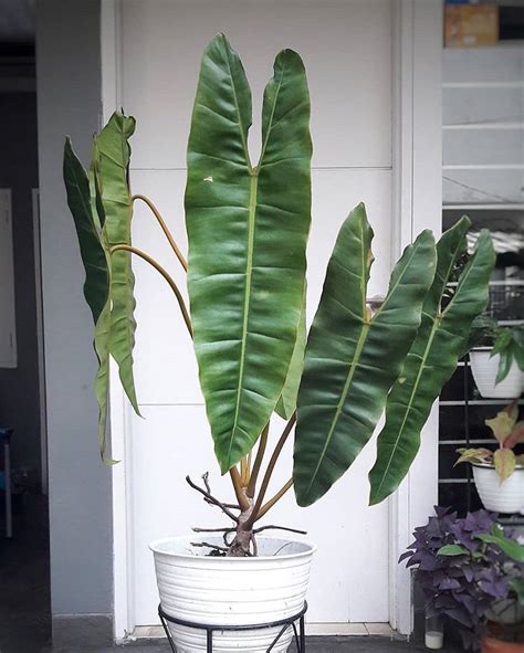 philodendron billietiae •• we're always looking for new plants for our ...