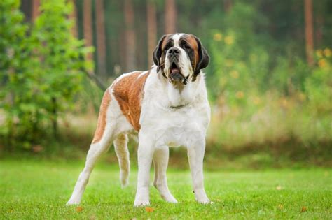 Top 10 Heaviest Dog Breeds » Petsoid