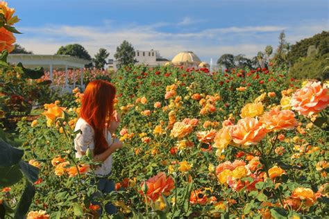 A Gallery Of L.A.’s Most Treasured Rose Garden