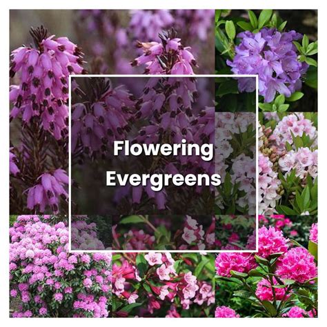 How to Grow Flowering Evergreens - Plant Care & Tips | NorwichGardener