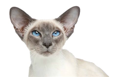 The Seal Point Siamese Cat 2023: Best Of All Siamese Breed?