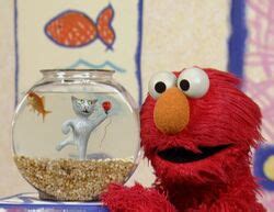 Elmo's World: Cats | Muppet Wiki | Fandom powered by Wikia