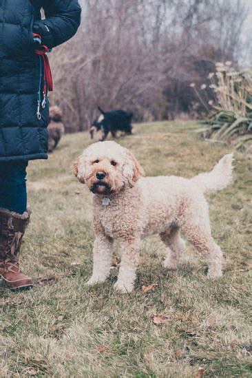 Cockapoo Breed Standards