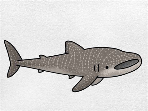 Whale Shark Drawing - HelloArtsy