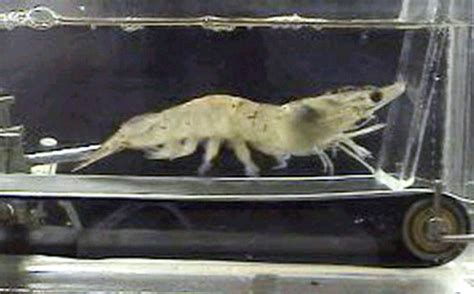 Iconic shrimp treadmill now for sale | Science | AAAS