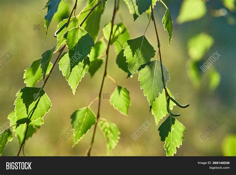 Green Leaves Tree Image & Photo (Free Trial) | Bigstock