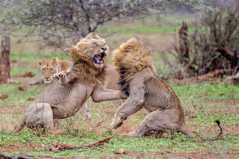 Two male lions fight over a lioness in the Kruger National Park - Stock ...