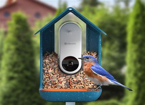 Firmware Update from Bird Buddy HQ - Bird Buddy Blog