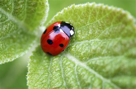 Why Do Ladybugs Have Spots?