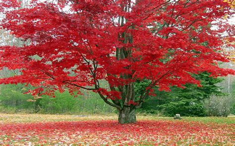 Buy Red Maple Trees Online | Acer Rubrum For Sale