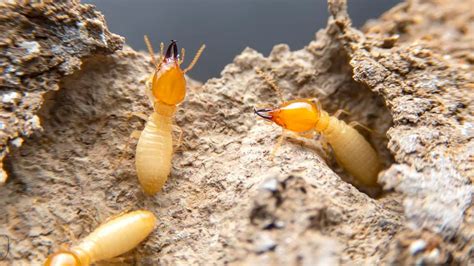 Types Of Termites – Forbes Home