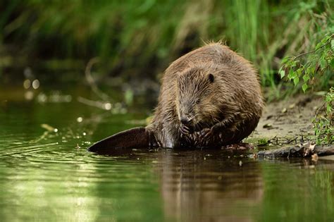 (Re) visiting the beavers’ lodge - Through the eyes of rewilding ...