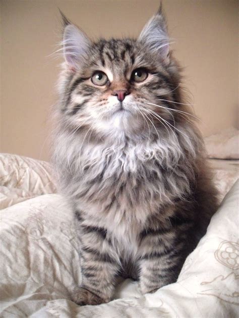 Siberian Cat Hypoallergenic Cat Breeds - Pets Lovers