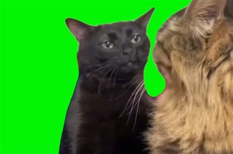 cat zoning out green screen video meme Archives - Video Meme