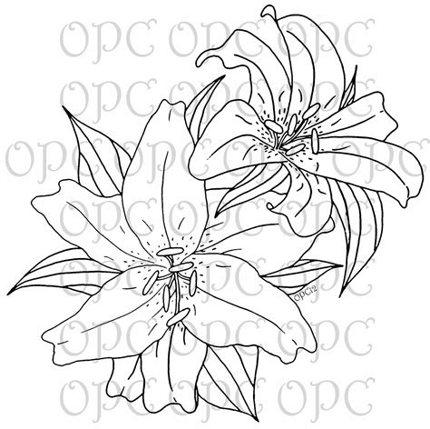 Stargazer Lily Drawing at GetDrawings | Free download