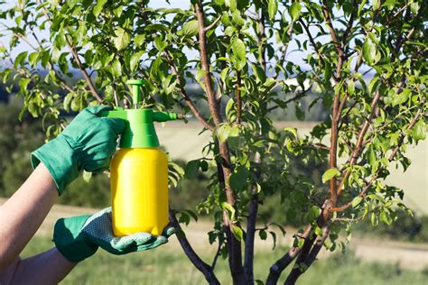 Homemade Organic Pesticide For Fruit Trees - Pest Phobia