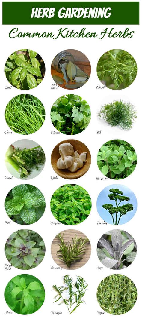 Herb Identification - How to Identify Herbs - Free Herb Gardening Printable