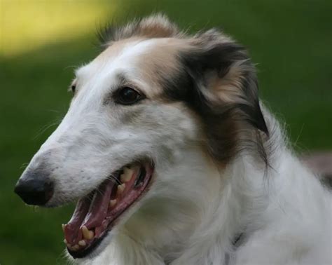 ALL ABOUT DOG BREEDS: BORZOI - My Doggy Thing