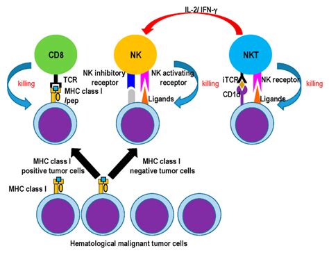 The mode of cytotoxicity effector cells against MHC class I + or MHC ...