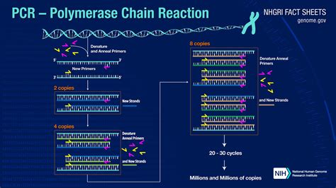 Polymerase Chain Reaction, PCR - Invitroal Biotechnology