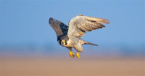 Peregrine Falcon | Kids Answers