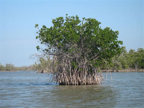 Florida mangroves - Wikipedia