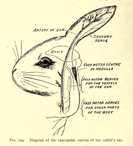 Fig. 194. “Diagram of the vasomotor nerves of the rabbit’s ear ...