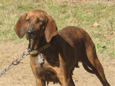 Plott Hound Breed Guide - Learn about the Plott Hound.