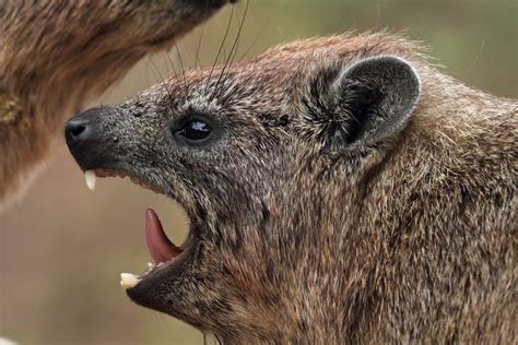 Rock Hyrax | CRITTERFACTS