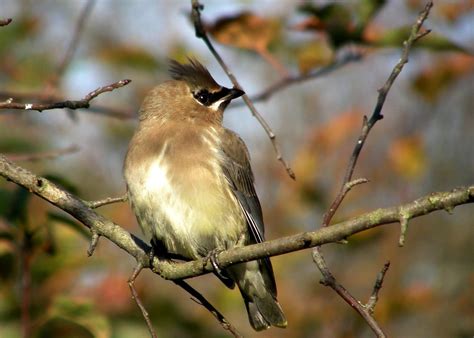 Juvenile Cedar Waxwing | Taken at Reifel Bird Refuge near La… | Flickr