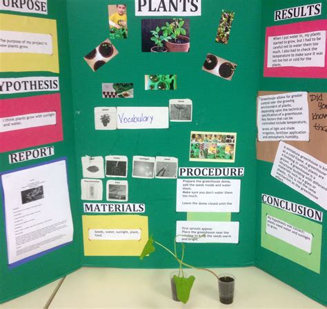 Science Fair Projects On Plants