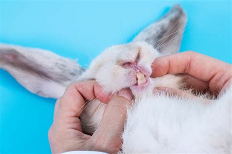 Dental Problems in Rabbits - The Rabbit Hop