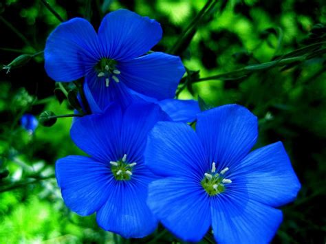 FLOWERS | Blue flowers garden, Types of blue flowers, Blue flower names