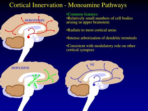 PPT - Monoamine neurotransmitters (+ Acetylcholine and Histamine ...