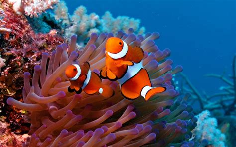 Clown Fish Wallpapers | PixelsTalk.Net