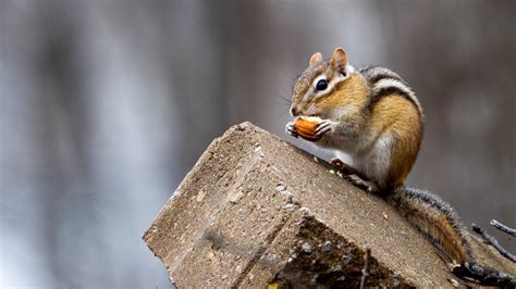 Chipmunk Sounds - Trutech Wildlife Service