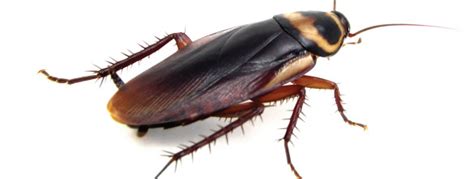 Pest Control Methods for Cockroach Extermination