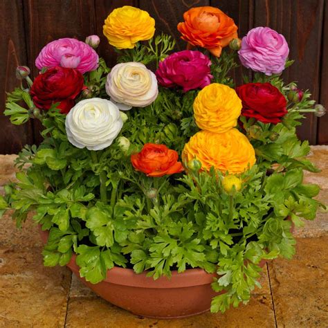 Ranunculus Seeds Magic | ubicaciondepersonas.cdmx.gob.mx