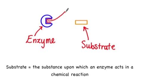 Substrate | Definition , Biochemsitry & Examples