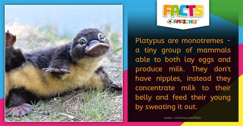 Platypus Milk - R Amazing!