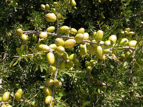 Sideroxylon spinosum - Biodiversité végétale du sud-ouest marocain