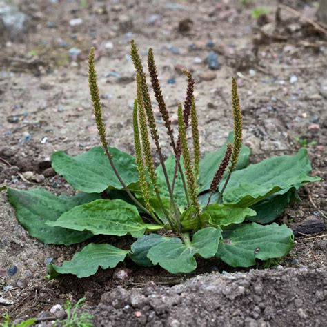 Greater Plantain Seeds (Plantago major) Fiyatı €1.95